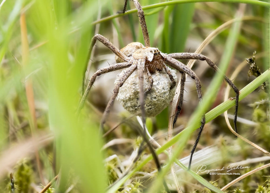 Wolfspin met eizak - Geleedpotigen - Grote Wolfspin