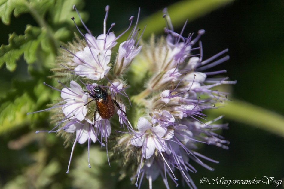 Wolkever - Geleedpotigen - Wolkever