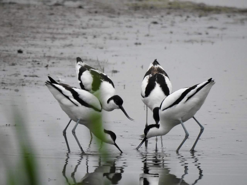 Zamen spel - Vogels - Kluut