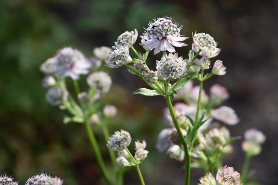 Zeeuwse knoopje - Planten - 