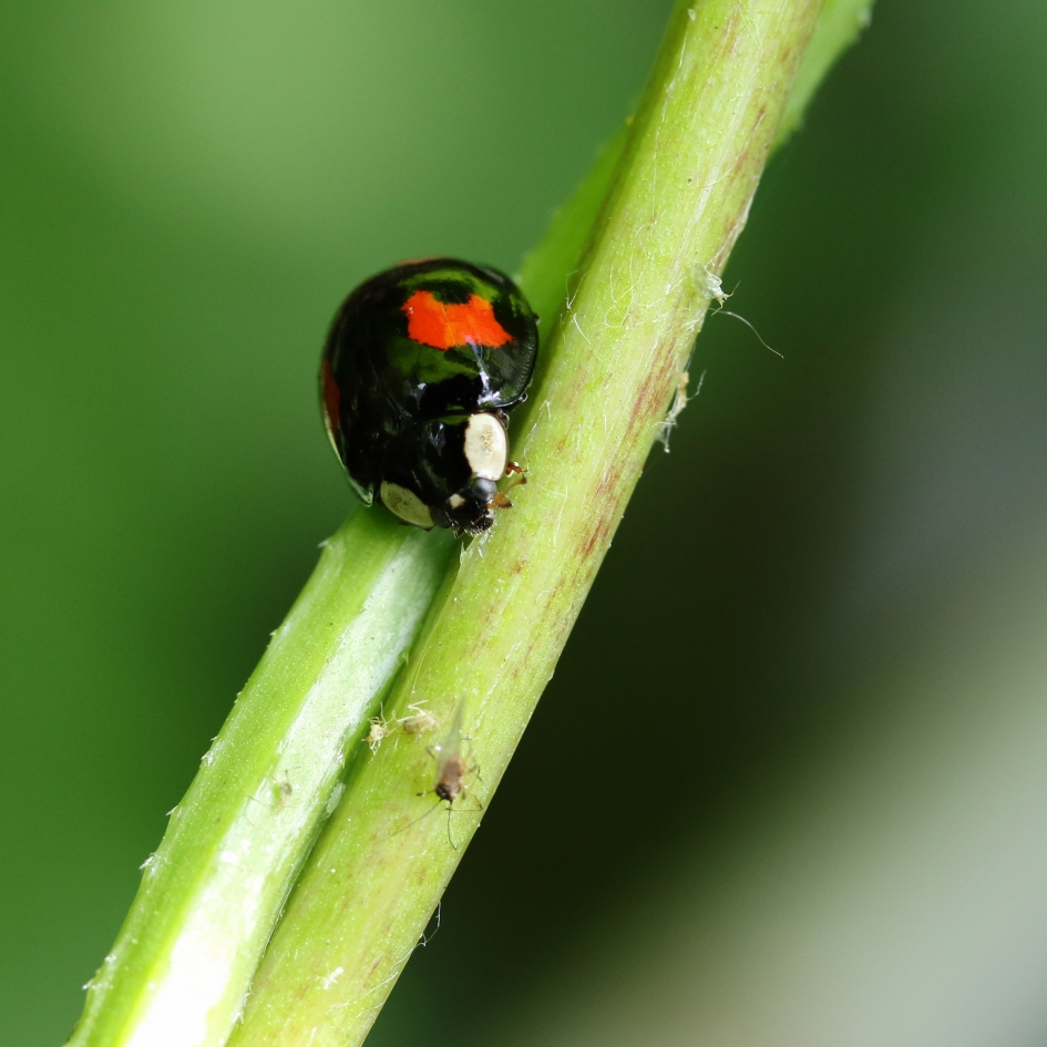 Zie ik daar een hapje? - Geleedpotigen - 