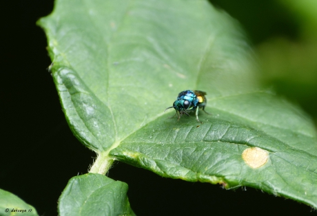 Zo klein is ie dan die zenuwpees!