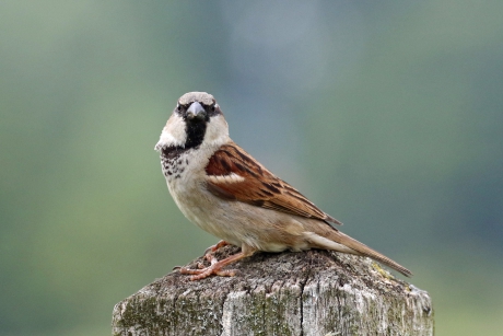 Zo trots als een "huismus"