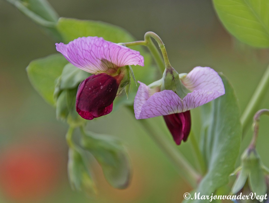 Zo zoet ruiken ze - Planten - Laterus