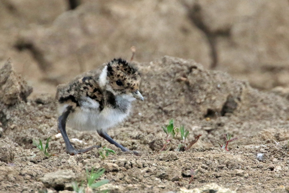 Zoek m'n moeder.... - Vogels - 