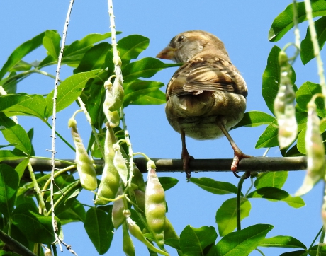 Zomaar in eigen tuin