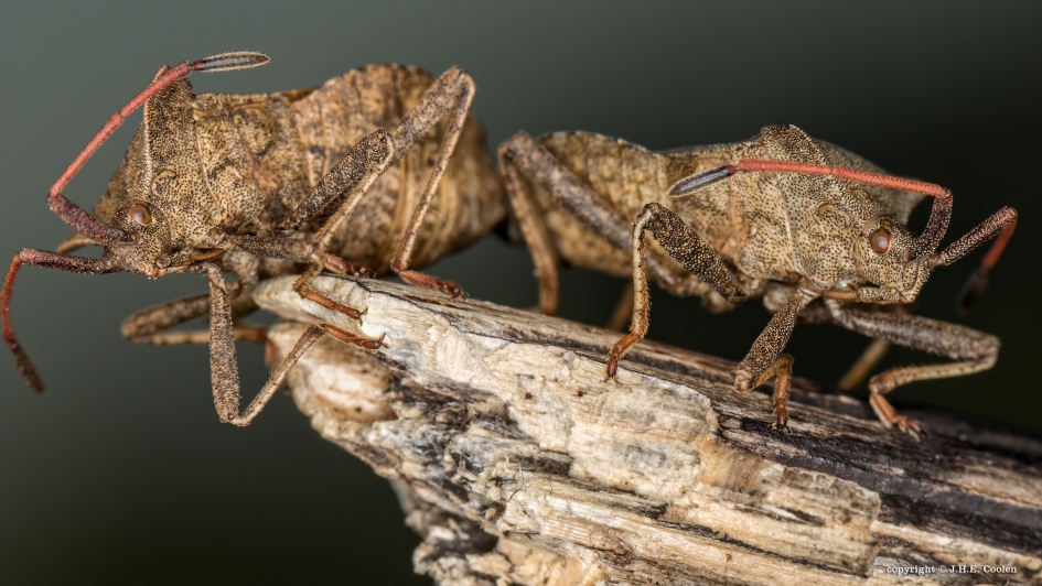 Zuringwants - Geleedpotigen - Zuringwants