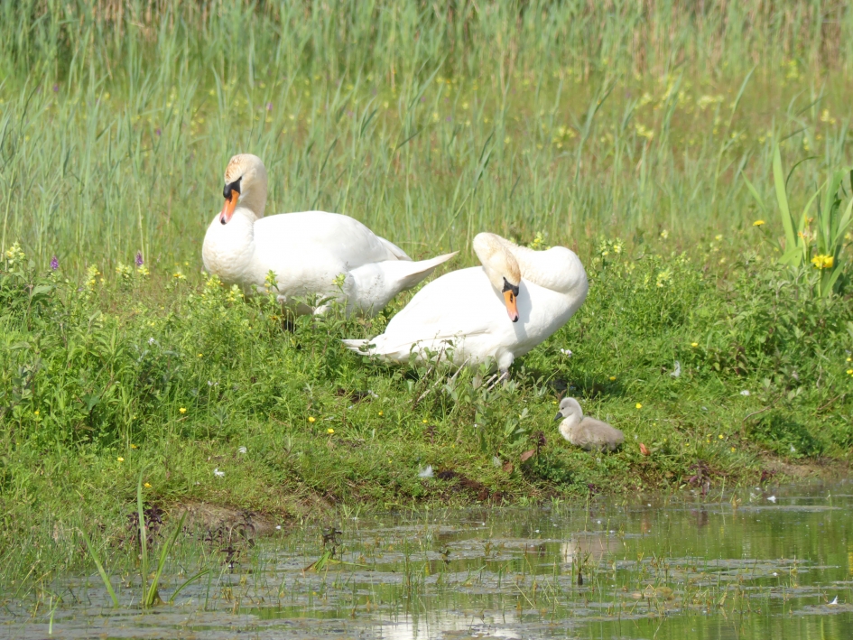 Zwanen - Vogels - Zwaan