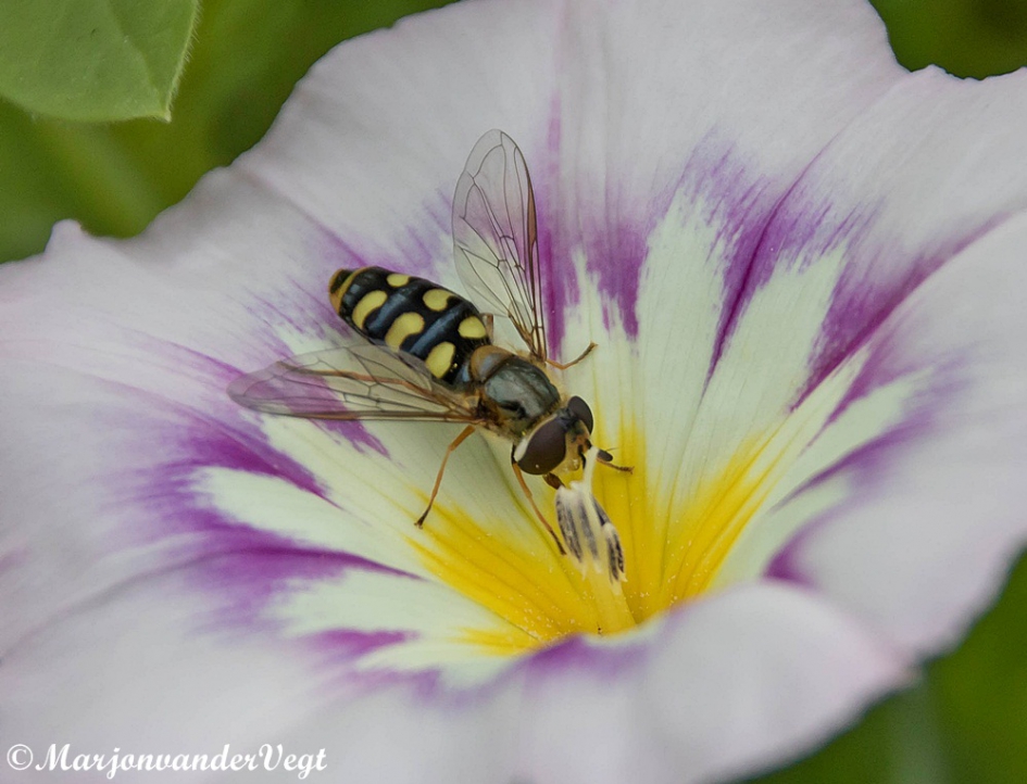 Zweefvlieg - Geleedpotigen - Zweefvlieg
