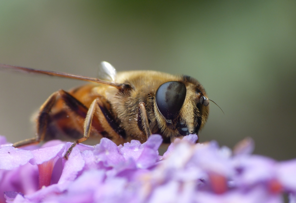 Zweefvlieg - Geleedpotigen - Blinde bij