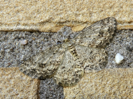 20170709 gewone spikkelspanner op muur