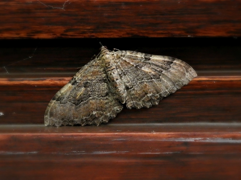 20170723 grote berberisspanner - Geleedpotigen - grote berberisspanner