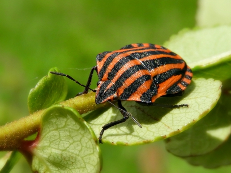 20170731 pyjamaschildwants