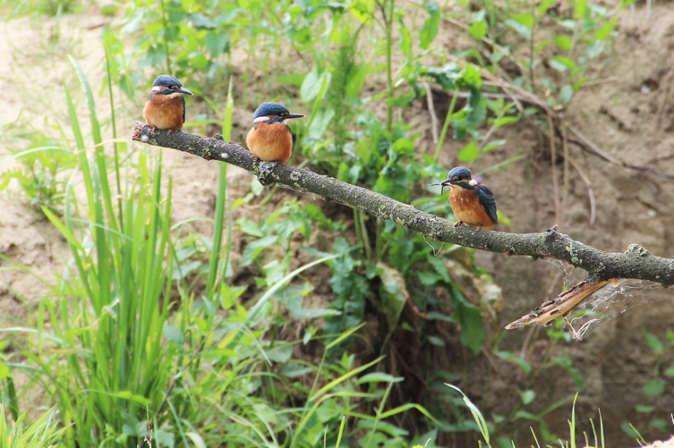 3 kleine kleutertjes ... - Vogels - IJsvogel