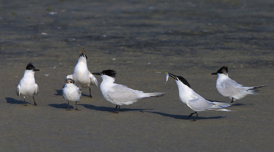 Aandacht - Vogels - Grote Stern