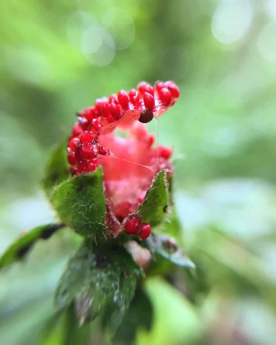Aangegeten - Planten - 