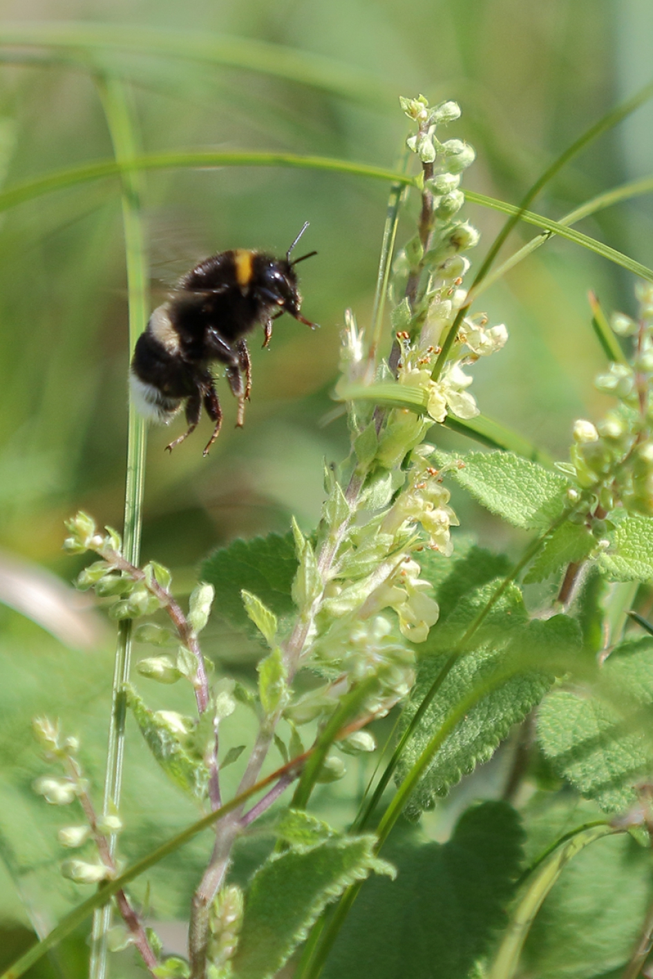 aardhommel - Geleedpotigen - 
