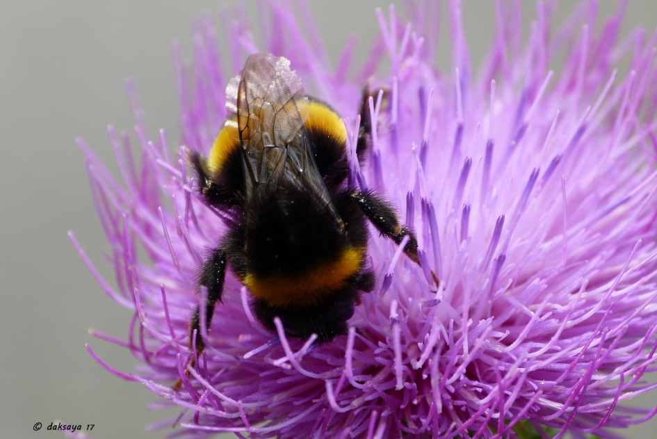 Aardhommel - Geleedpotigen - 