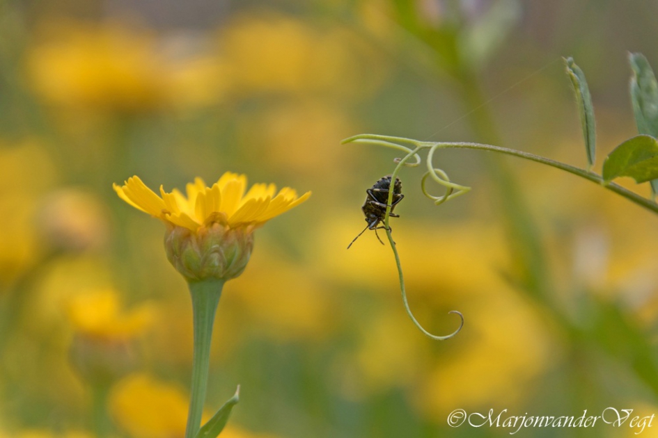 Acrobaat - Geleedpotigen - wants