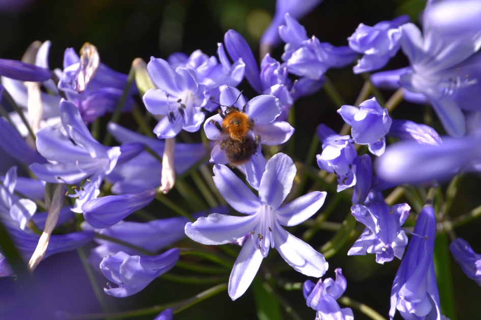 Agapanthus - Planten - 