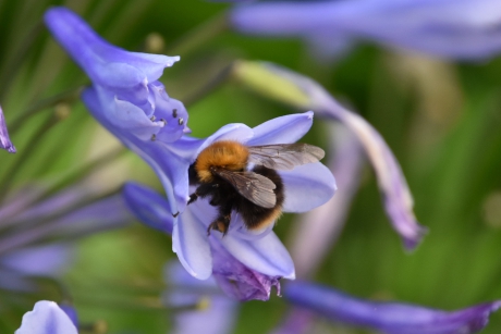 Agapanthus met hommel