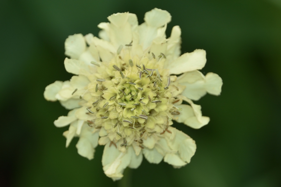 Als een sterretje... - Planten - 