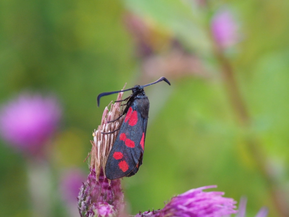 Antenne gespreid - Geleedpotigen - Sint Jansvlinder
