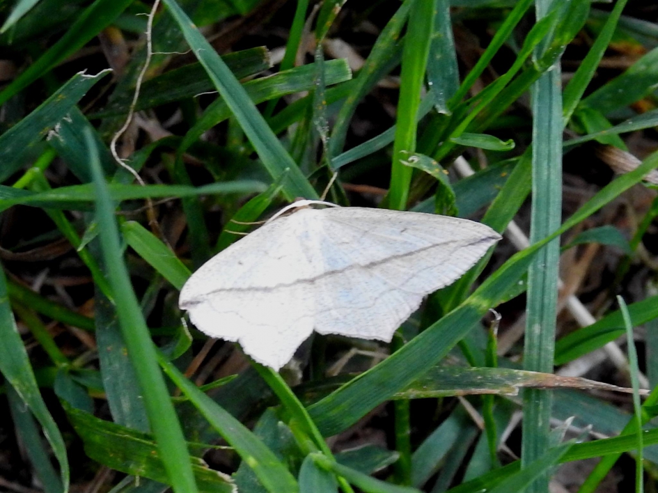 Appeltak - Geleedpotigen - Appeltak