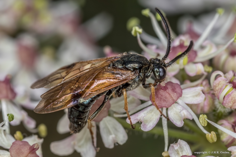 Arge ustulata - Geleedpotigen - Bladwesp