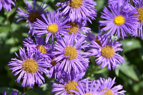 Asters
