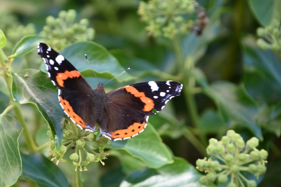 Atalanta - Geleedpotigen - 