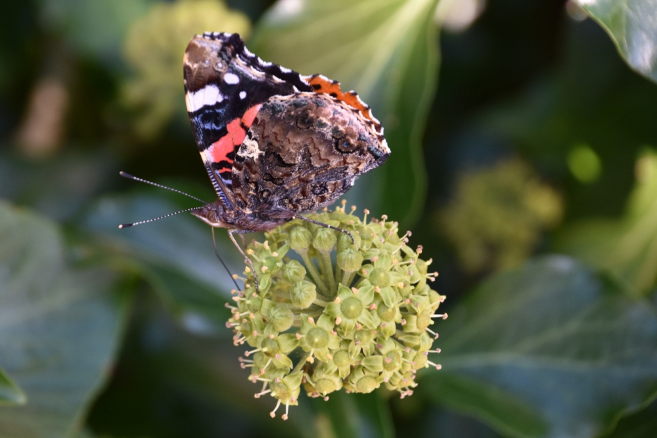 Atalanta - Geleedpotigen - 