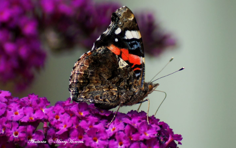 Atalanta - Geleedpotigen - 