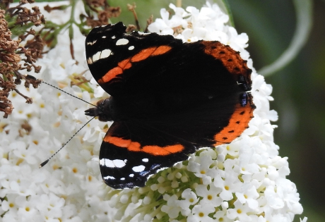 Atalanta in eigen vlinderstruiken