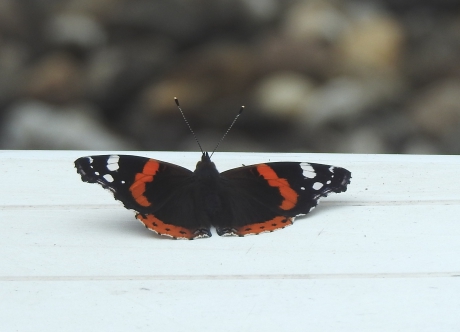 Atalanta op de tuintafel