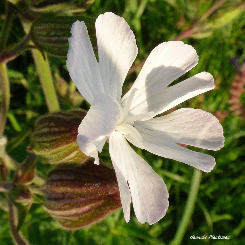Avondkoekoeksbloem - Planten - Avondkoekoeksbloem