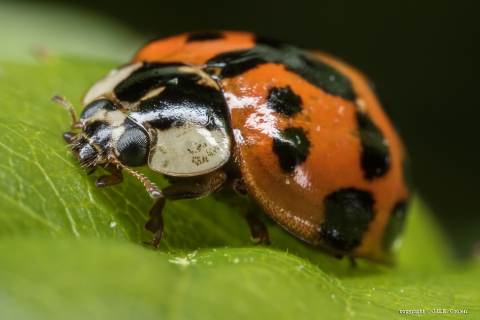 Aziatisch LHB - Geleedpotigen - Aziatisch LHB
