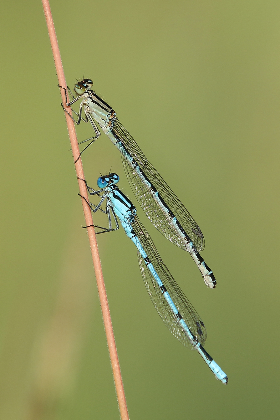azuurwaterjuffer -v- - Geleedpotigen - 