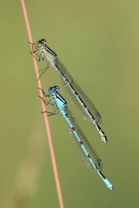 azuurwaterjuffer -v-