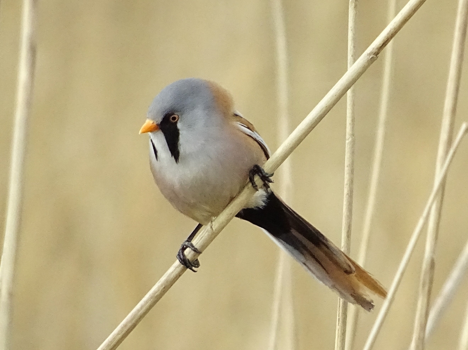 Baardman - Vogels - Baardman