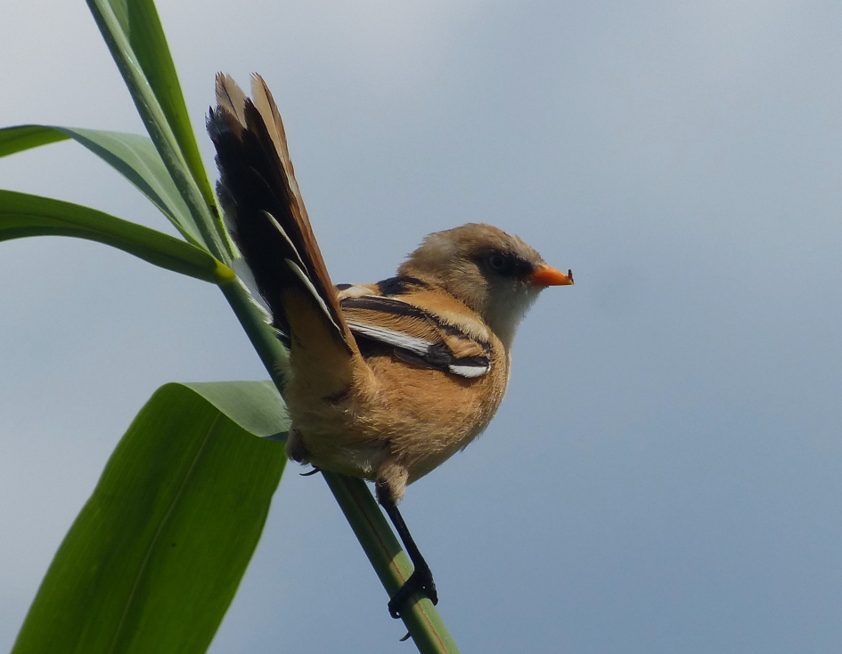 baardman - Vogels - baardman