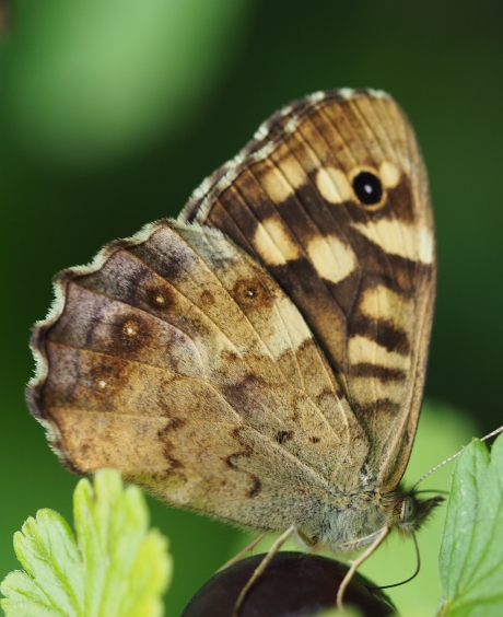 Balanceren op een kruisbes