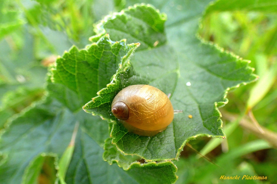 Barnsteenslak - Overig - Barnsteenslak