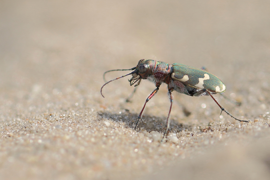bastaardzandloopkever - Geleedpotigen - 