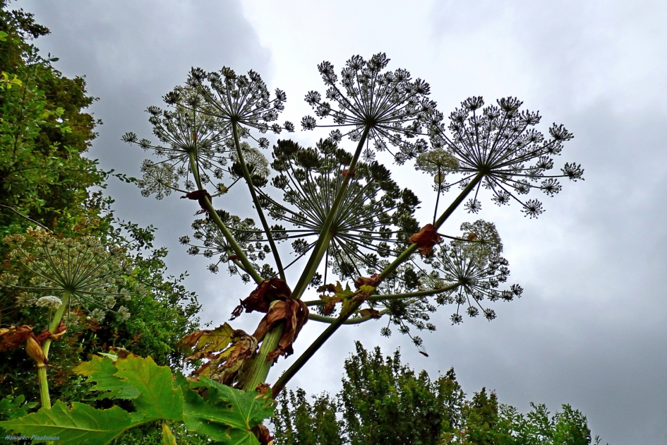 Berenklauw (1) - Planten - Berenklauw