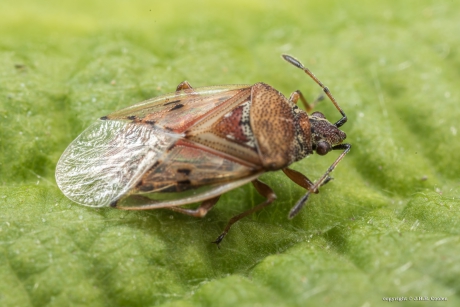Berkensmalsnuit (Kleidocerys resedae)