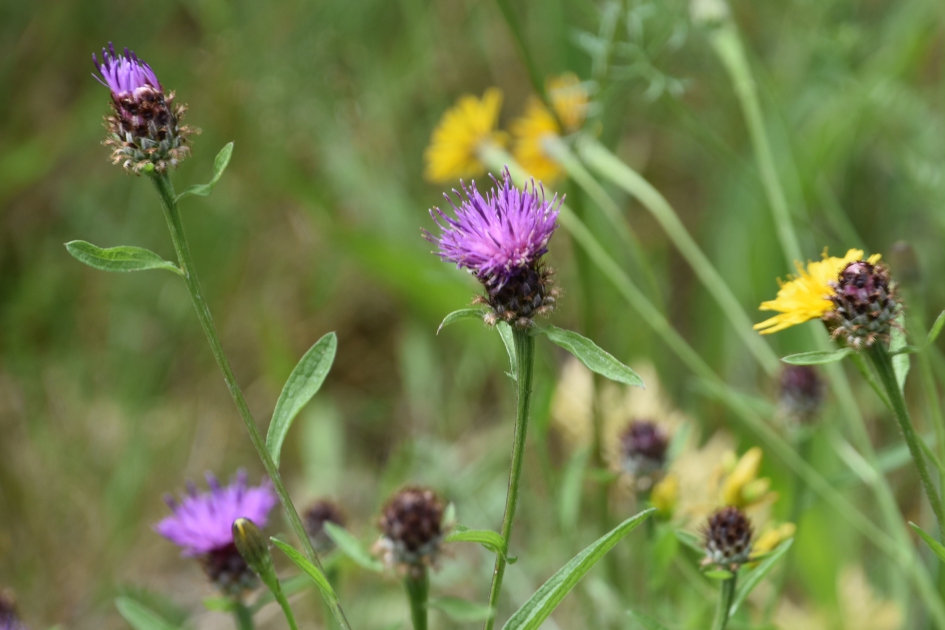 Bermbloemen - Planten - 