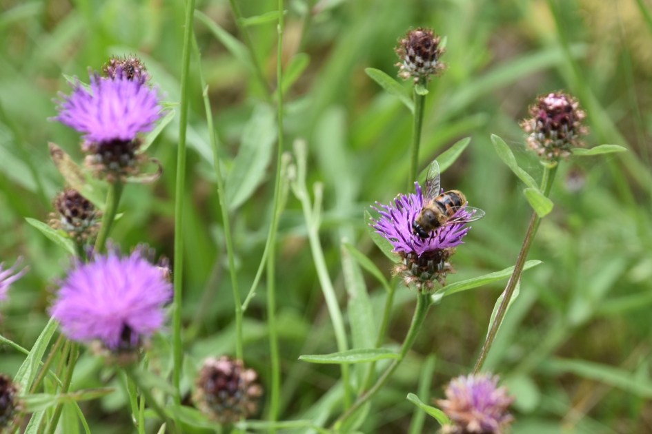 Bermen nog vol bloemen - Planten - 