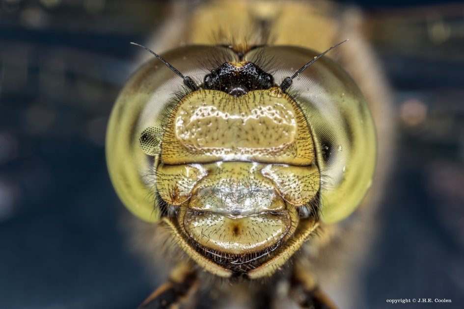 Bijziend - Geleedpotigen - Gewone oeverlibel