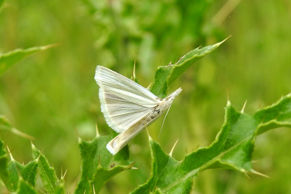Bijzondere houding - Geleedpotigen - Grasmot